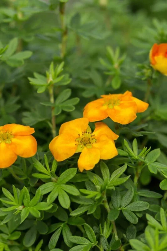 Potentilla, Mandarin Tango