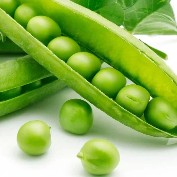Progress #9 Pea Vegetable Seed