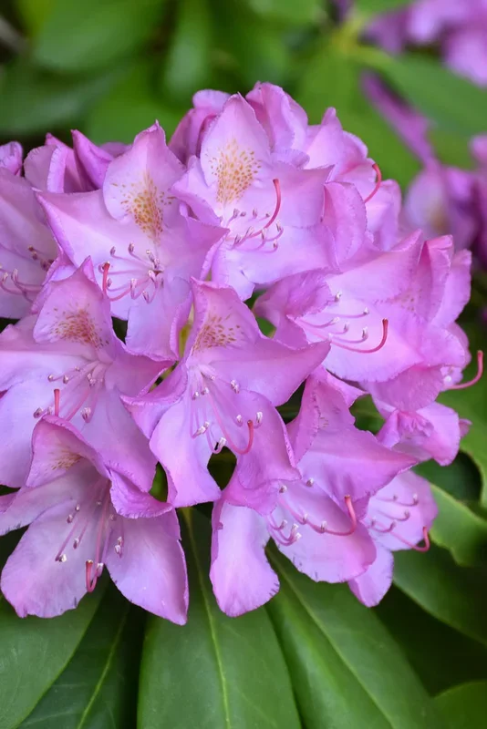 Rhododendron, Purple Elegans