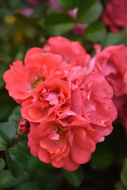 Rose, Drift Coral