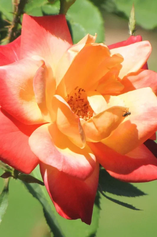 Rose, Joseph’S Coat