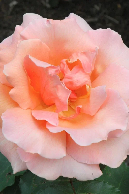 Rose, Just Joey
