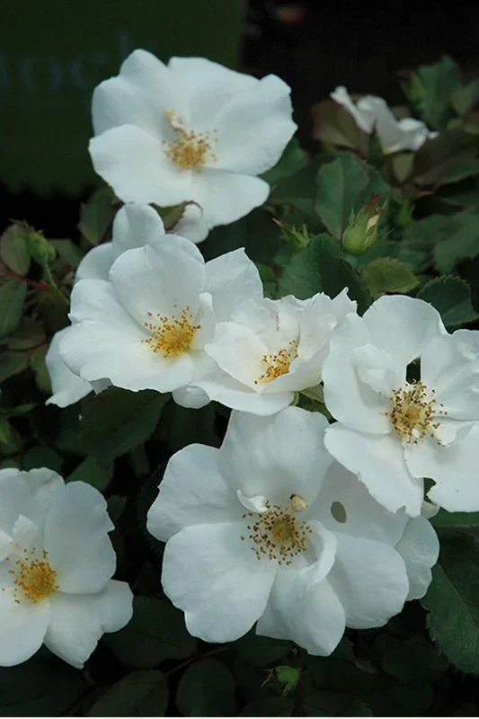 Rose, Knock Out White