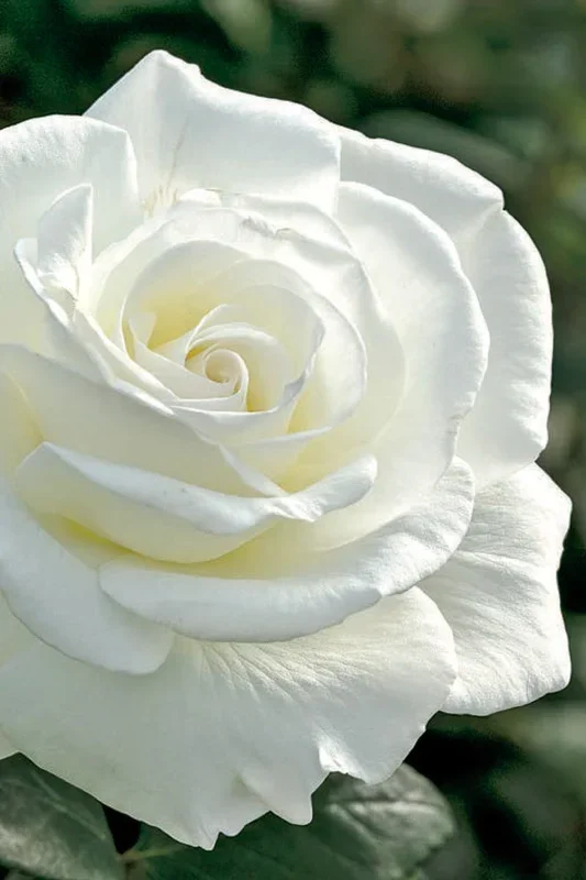 Rose, Sugar Moon