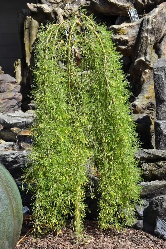 Seberian Pea, Walker Weeping