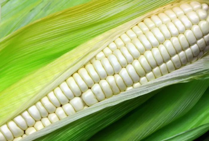 Silver Queen (White) Corn Vegetable Seed