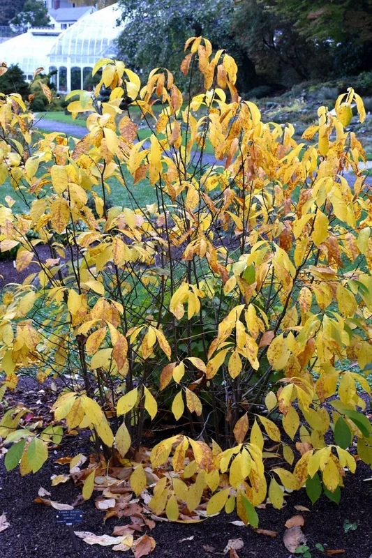 Spicebush