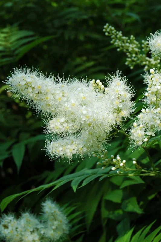 Spirea, Falsespirea