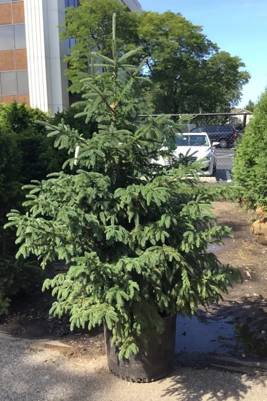 Spruce, Black Hills
