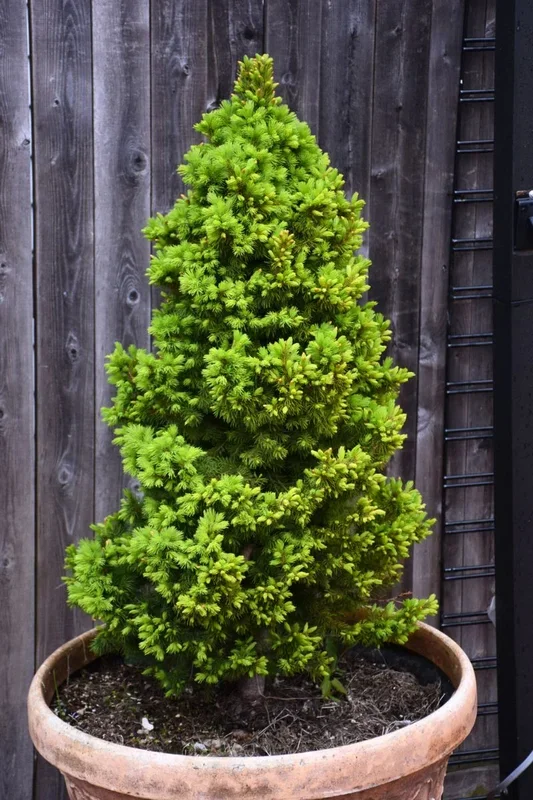 Spruce, Dwf Alb Rainbow’S End