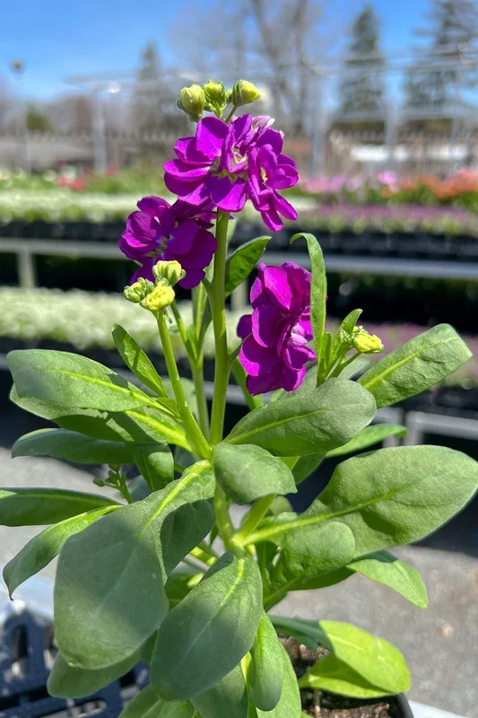 Stock Mime Purple