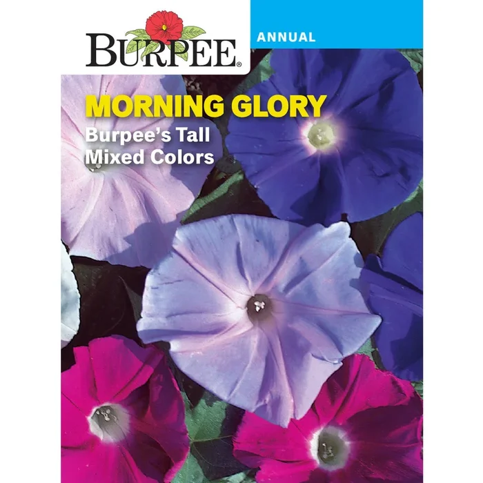 Tall Morning Glory Flower Seed Pack 43125