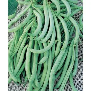 Tendergreen Beans 9920402