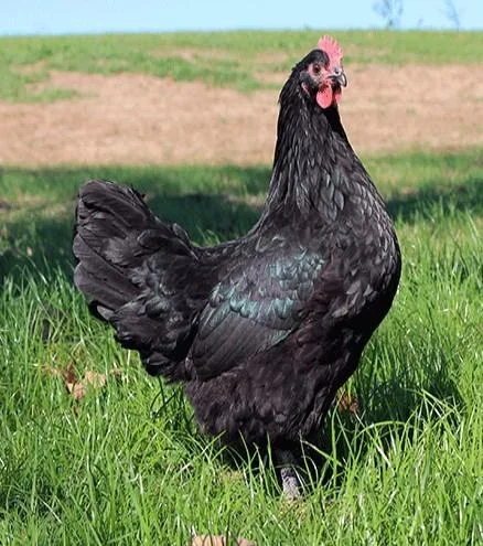 Townline Hatchery Black Australorp Chicks