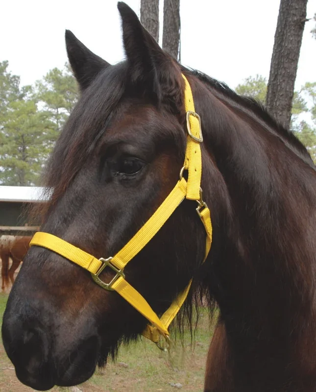 Triple E Nylon Draft Horse Halter