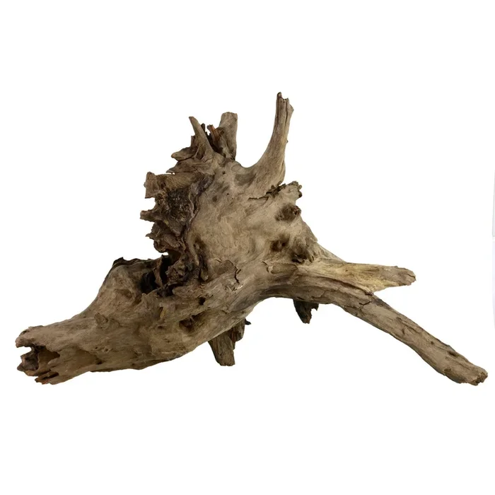 Underwater Treasures Eucalyptus Root – Large