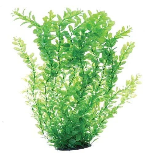 Underwater Treasures Green Cardamine – 24″