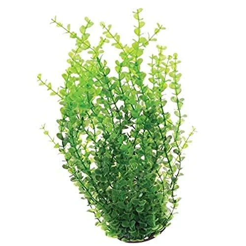 Underwater Treasures Green Moneywort – 16″