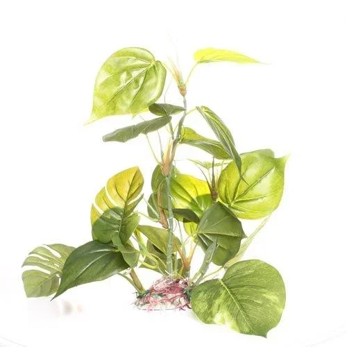 Underwater Treasures Jade Pothos – 12″