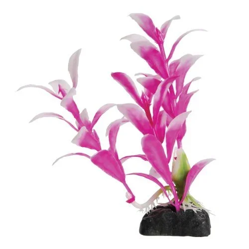 Underwater Treasures Pink Hygro – 4.5″ – Pack of 6