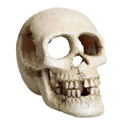 Underwater Treasures Skull