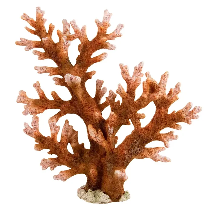 Underwater Treasures Staghorn – Large