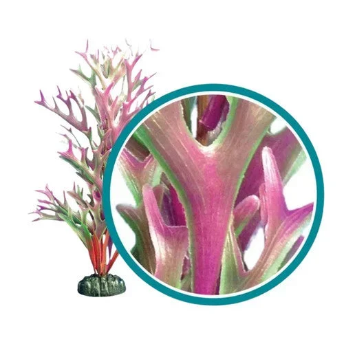 Weco, Weco Products Marine Pro Series Giant Kelp Aquarium Plant, Red, 30 Inches, Giant