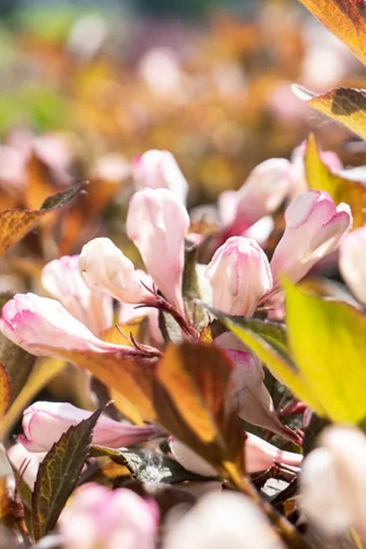 Weigela, Afterglow
