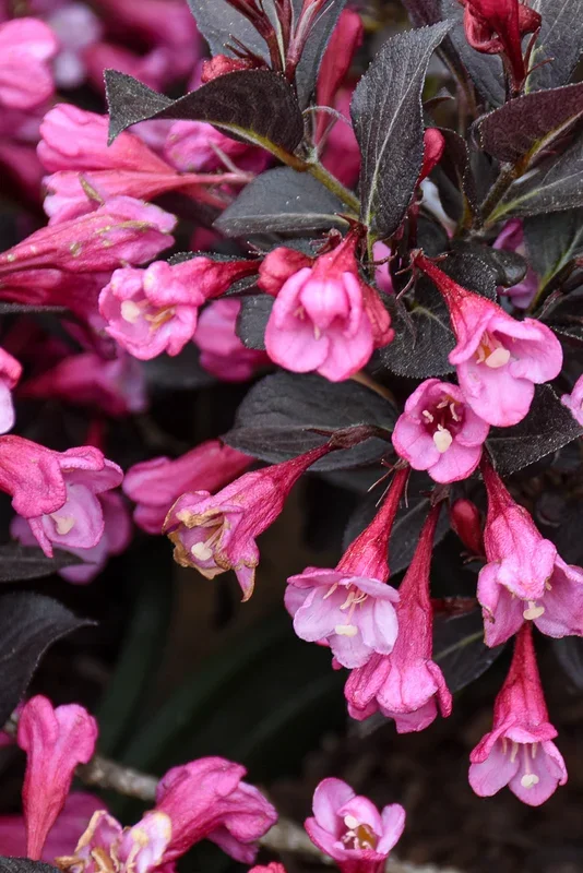 Weigela, Coco Chill
