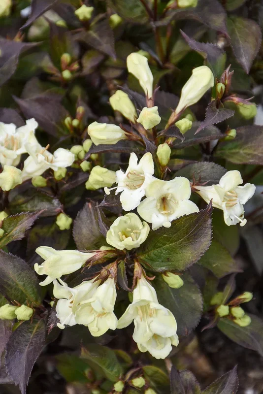 Weigela, Wine And Spirits